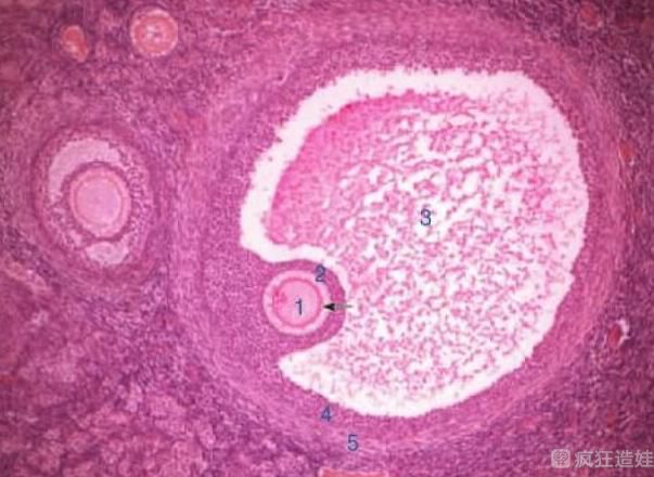 清远供卵第三代试管婴儿医院排名？哪家能做试管婴儿？