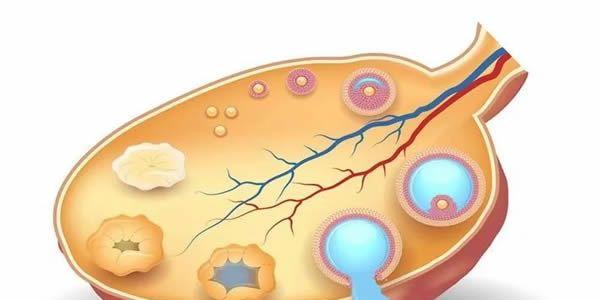 做试管婴儿促排时卵泡发育不成熟怎么办？不要慌，看完就明白了
