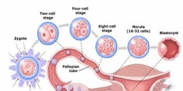 女性卵泡发育不好还能自然受孕吗？专家说要早发现早治疗