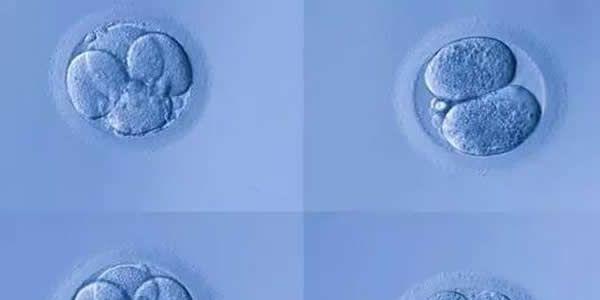 为什么囊胚移植后不着床？专家分析这四个因素不容忽视！