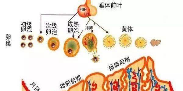 子宫内膜太薄或太厚都有可能引起不孕-生殖专家科普