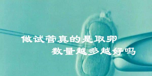 女性做试管真的是取卵数量越多越好吗?生殖专家回应真相并非如此