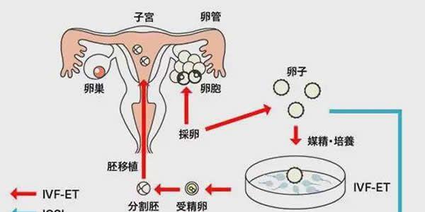 胚胎发育过程图-告诉您真实的试管婴儿的成长记