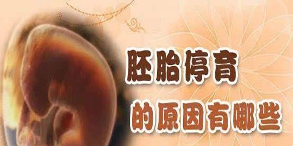 解析胚胎停止发育的因素及怎样预防胚胎停育