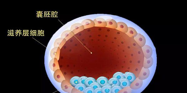试管婴儿鲜胚、囊胚、冻胚移植哪个成功率更高-三类有何区别