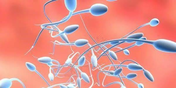 男性死精症可以做试管婴儿吗 -生殖医生科普