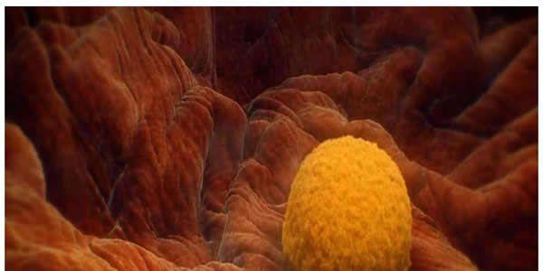 盘点受精卵不着床的5大原因分析-第一个就是子宫内膜环境