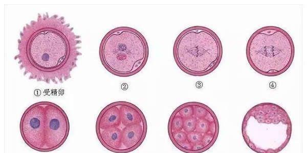 卵裂期胚胎和囊胚移植哪个好？一文让你了解清楚