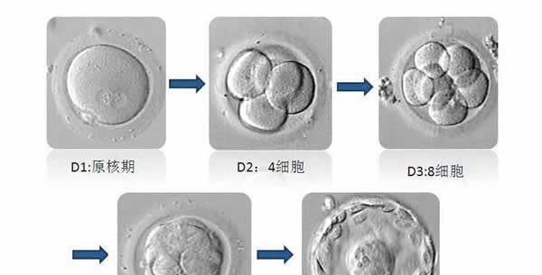 试管婴儿中胚胎发育过程图详解满足你的好奇心