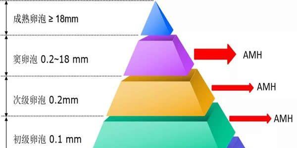 卵泡各个阶段生长速度对照表-发现卵泡发育不正常及时调理