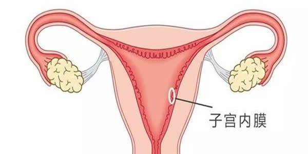 警惕！子宫内膜薄是引起女性不孕的一大原因！