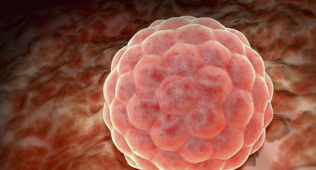 试管婴儿囊胚移植你需要了解什么-看完这个知识集锦就懂了