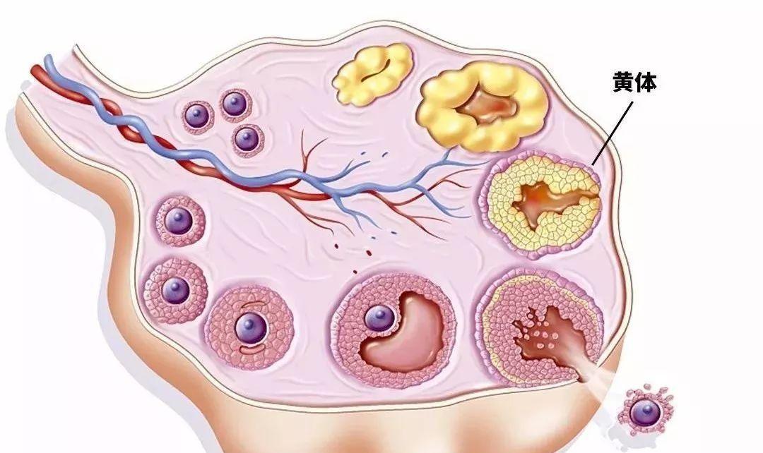 3种方法告诉你：备孕期黄体功能不全怎么治疗
