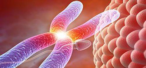 科普试管婴儿前做染色体检查的必要性-可降低遗传病发生几率