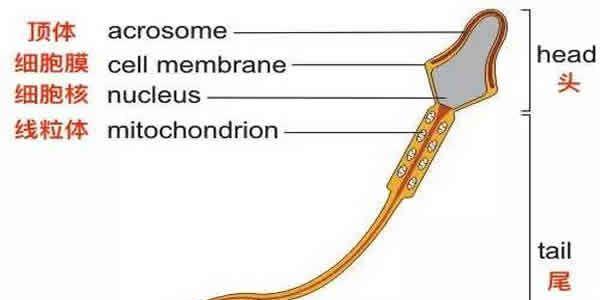 1分钟教会你看懂精液分析报告，看完秒懂