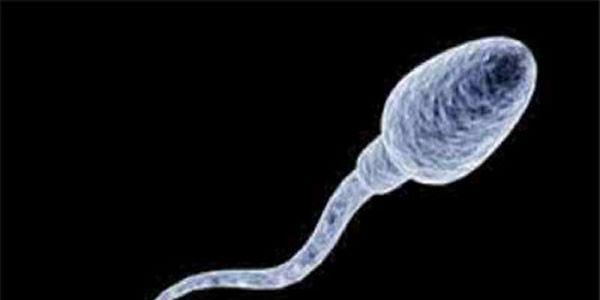 一分钟教你认识精子的形态结构和功能