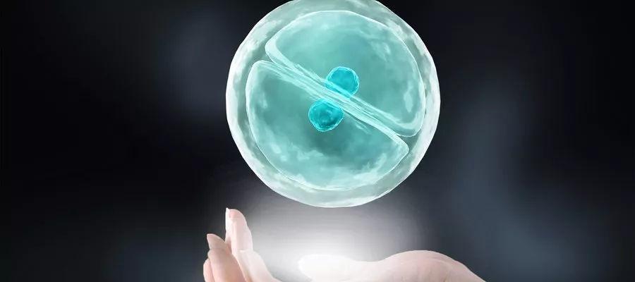 冻胚移植成功率高还是鲜胚成功率高？需结合实际情况考虑