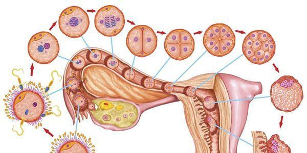 试管婴儿没有着床的原因？无非是这4个因素
