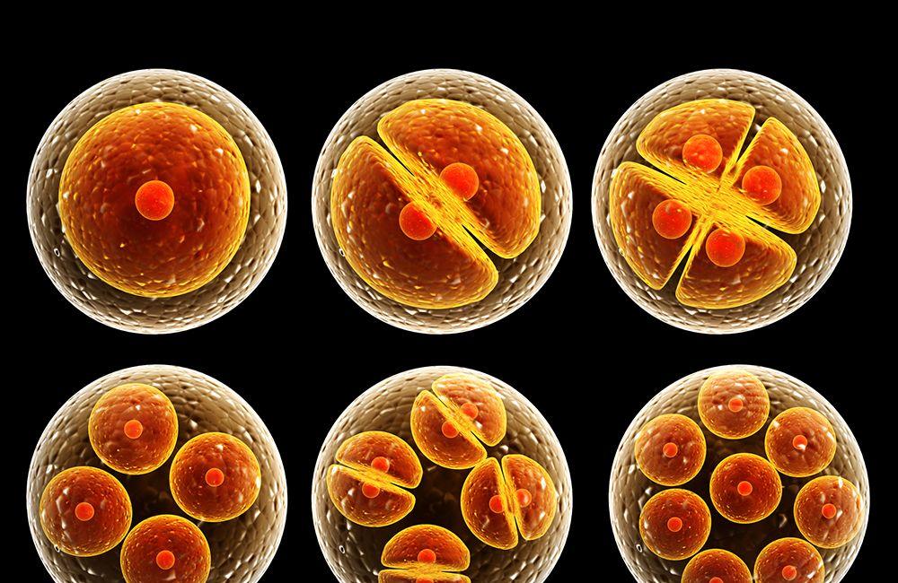胚胎图片-怀孕后胚胎发育过程高清图片