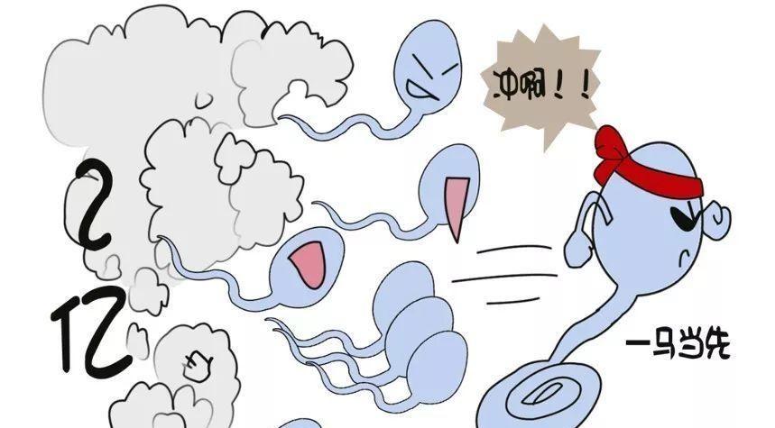 精子奋斗史：赢家须速度与运气兼备