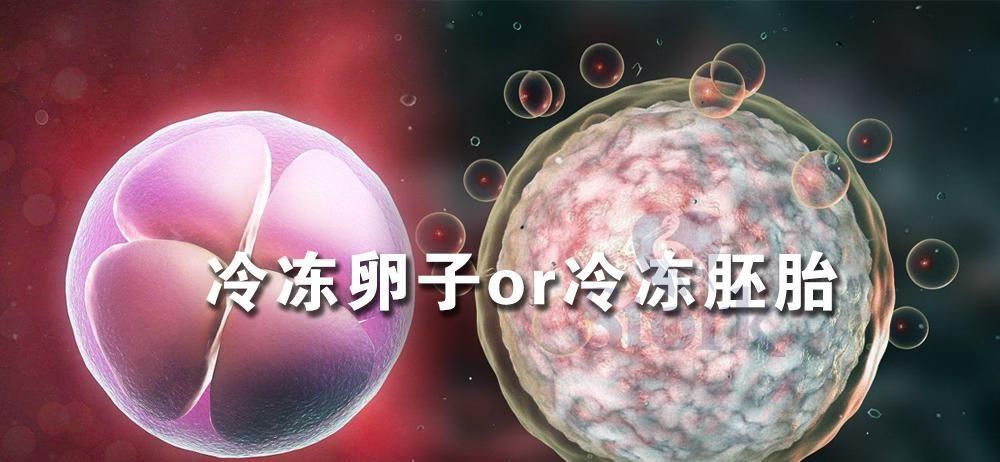 探索试管婴儿冻卵和冻胚复苏多久才能移植及两者成活率对比