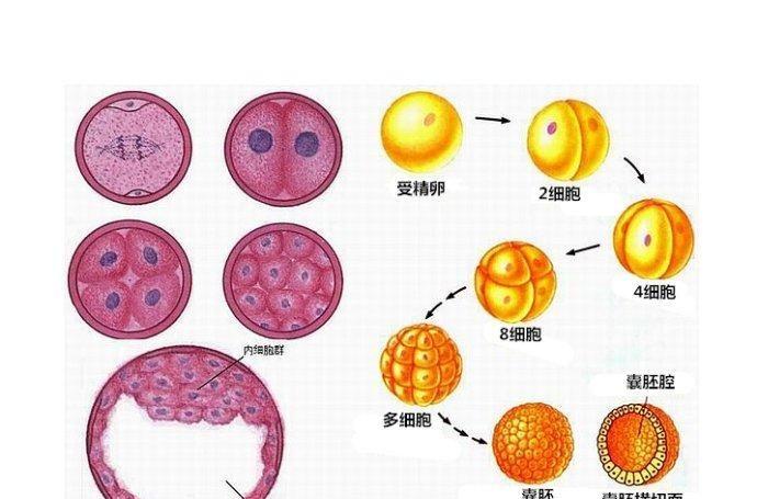 囊胚移植后的前三天最关键，成功最明显的感觉是腹痛！