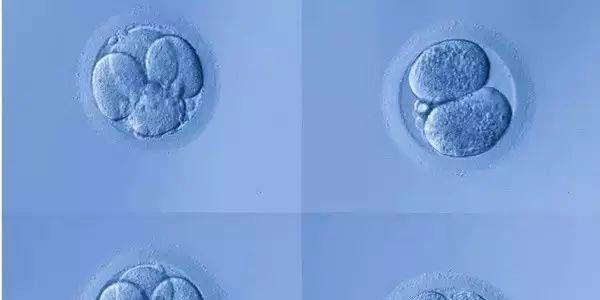鲜胚移植和冻胚移植哪个成功率更高请看专家解密