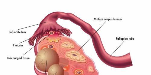 卵巢功能衰退闭经怎么调理？要牢记这4个小妙招
