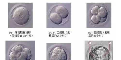 试管养囊失败的原因-专家解析主要原因是这四个