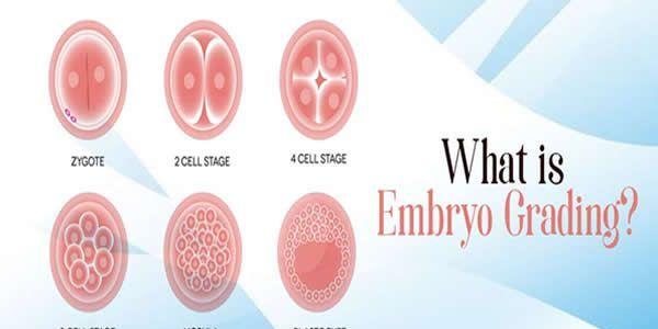 试管胚胎等级与怀孕成功率存在的两个关键因素！