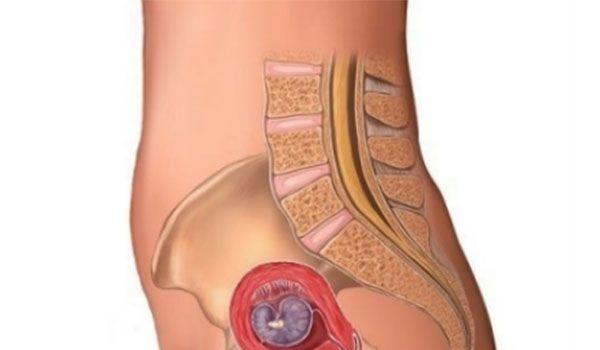 怀孕1至10个月胎儿发育过程高清图