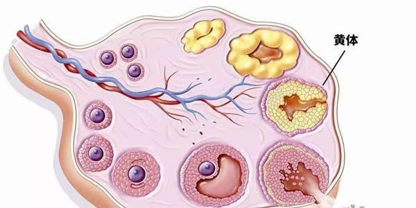 什么是黄体期-黄体期孕酮低能怀孕吗