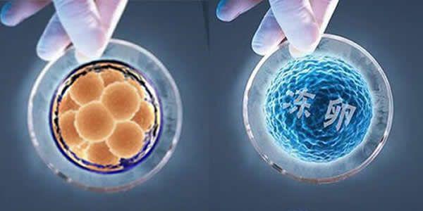 女性冻卵指导手册