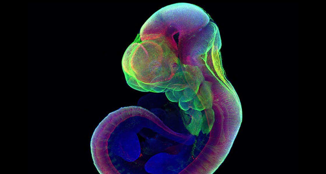 人造子宫研究：这个老鼠胚胎生长在人造子宫里