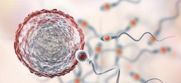 试管婴儿流产后多久可以再移植？