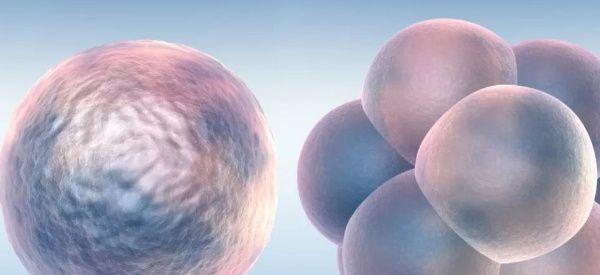 熊猫血的人适合做试管婴儿吗？