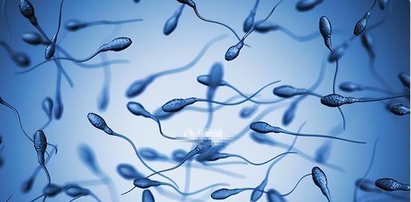 在网上听说男性吃勃锐精同房容易生男孩是真的吗？