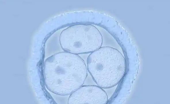 女性27岁单角子宫患者做试管婴儿成功率高吗？费用大概多少钱？