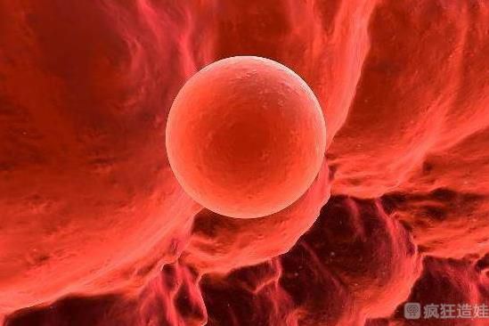 兰州大学第一医院做供卵第三代试管婴儿一般要等多久？