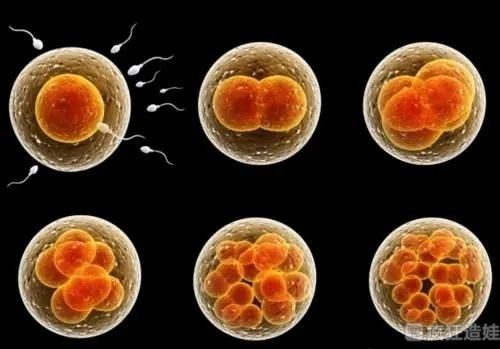 第三代试管婴儿胚胎等级划分标准是什么？第三代试管婴儿胚胎等级与胚胎移植成功率有什么关系？