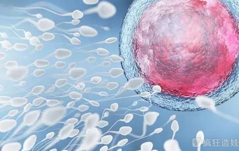 2023粤北人民医院供卵第三代试管婴儿胚胎移植成功率？附助孕胚胎移植成功率预估表？