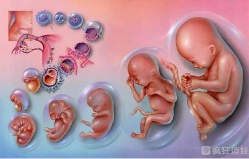 亲生经历，我的二胎艰辛第三代试管婴儿历程！