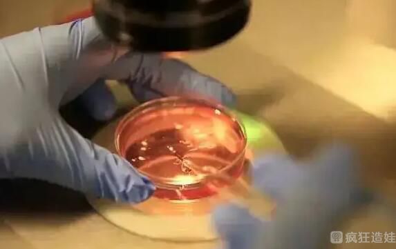 国内私立医院做第三代试管婴儿真的可以百分百要男女吗？附详细条件？