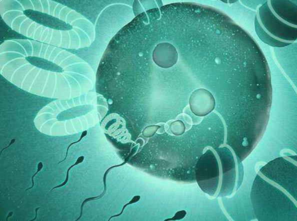试管融合胚胎质量好不好?养成囊胚的机会大吗?