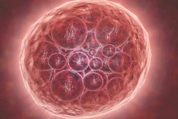 桑葚胚胎pk囊胚，一文揭晓桑葚胚胎和囊胚的区别