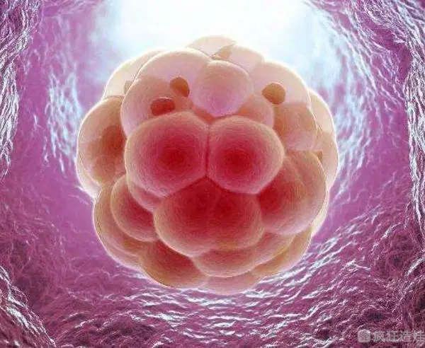 中等胚胎有必要移植吗？中等胚胎移植能不能成功？