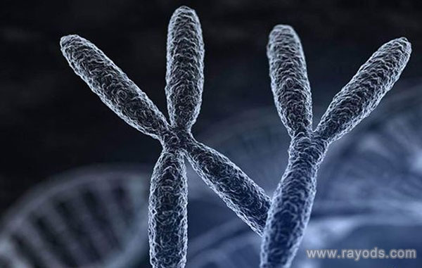 染色体3倍体会胎停育吗？三倍体染色体危害