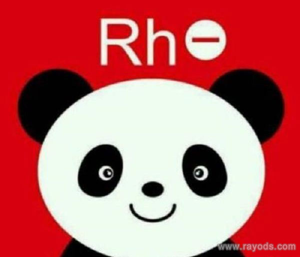 熊猫血怀孕时危害,熊猫血怀孕注意事项