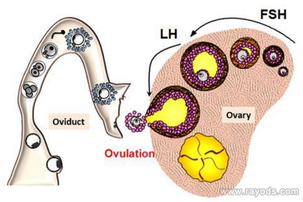 泰国试管婴儿知识点：取卵后的激素变化是怎样的？
