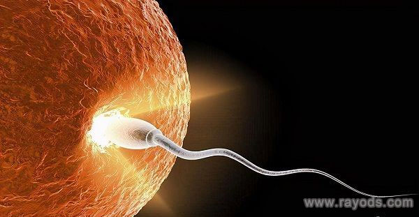 透明带反应和卵细胞膜反应